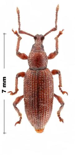 Réf. 317 684 : Otiorhynchus amissus